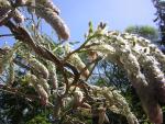 Wisteria 2005
