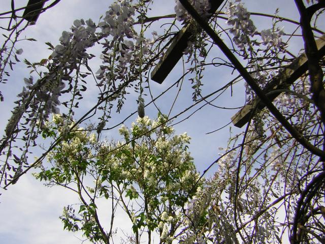 DSCN1501.jpg