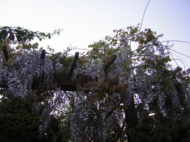 DSCN1528.jpg