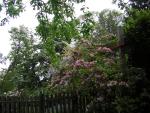 DSCN1536.jpg