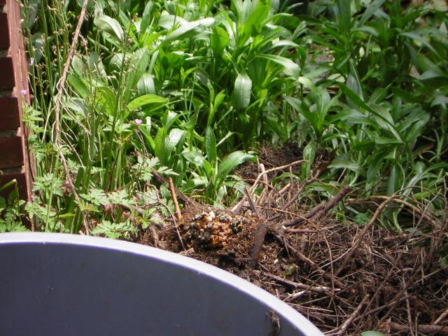 DSCN1814.jpg