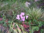 Crocuses et al