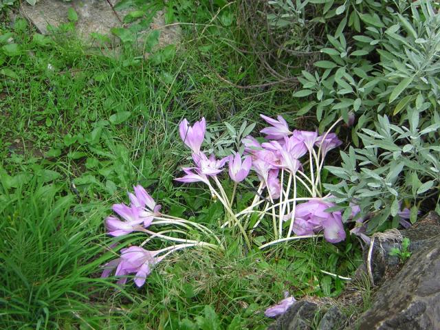 DSCN0350.jpg