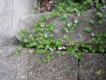 DSCN0345.jpg