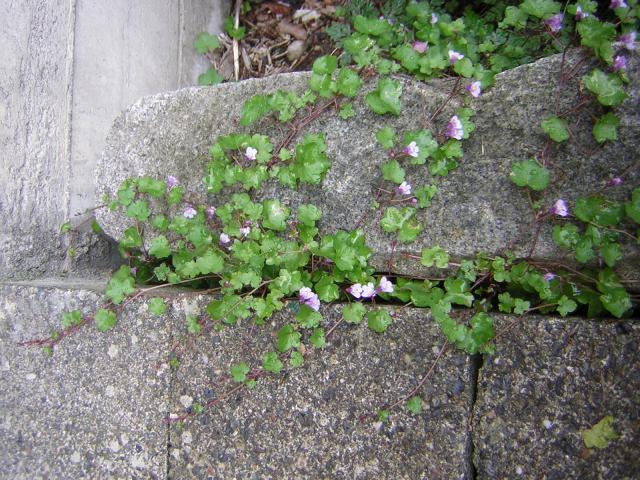 DSCN0345.jpg