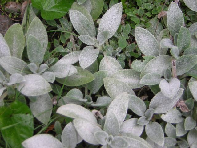 DSCN0351.jpg