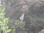 spiderweb