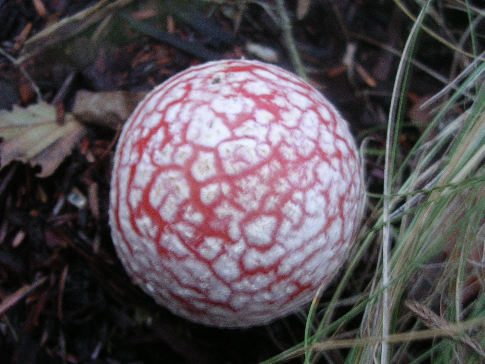 dscn0560.jpg