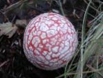 dscn0560.jpg
