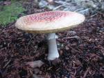 Amanitas