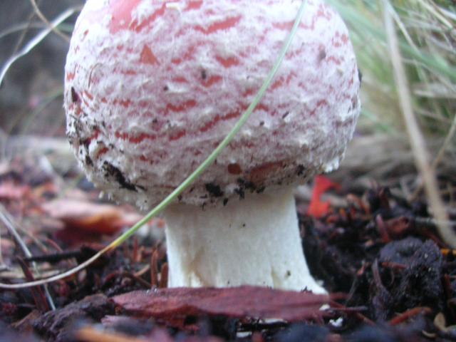 dscn0563.jpg