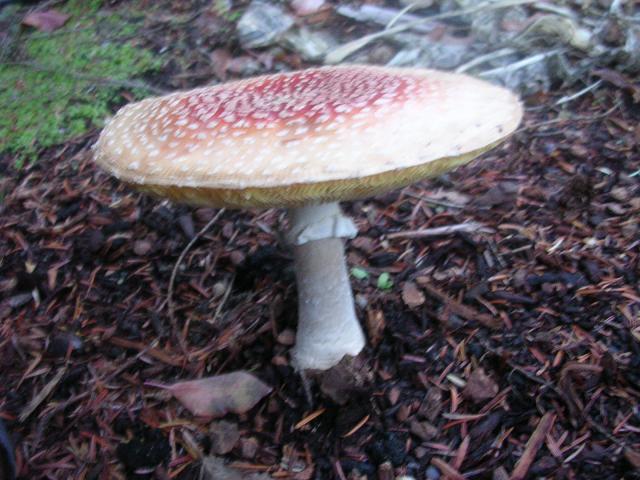 dscn0564.jpg