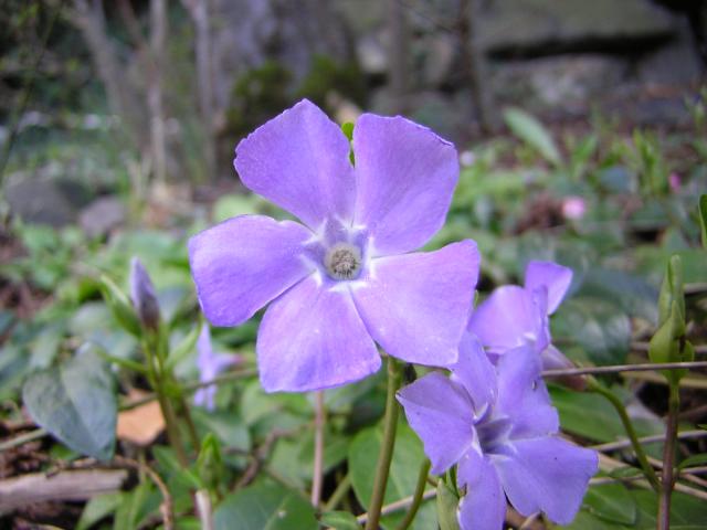 DSCN3003.jpg
