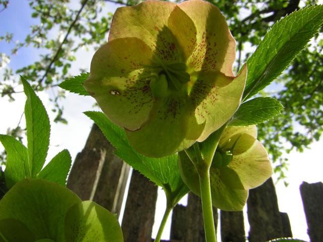 DSCN3056.jpg