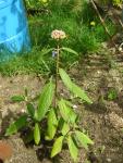 DSCN3061.jpg