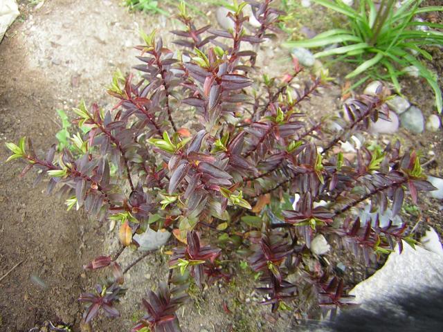 DSCN3062.jpg