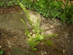 DSCN3068.jpg
