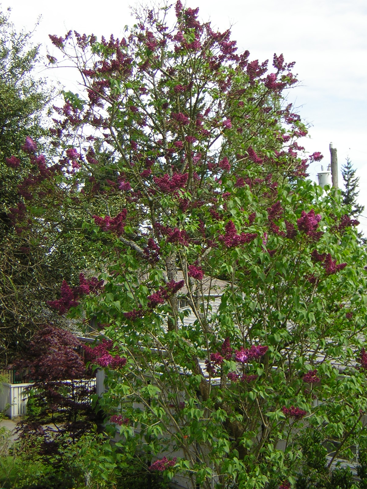 DSCN3081.jpg