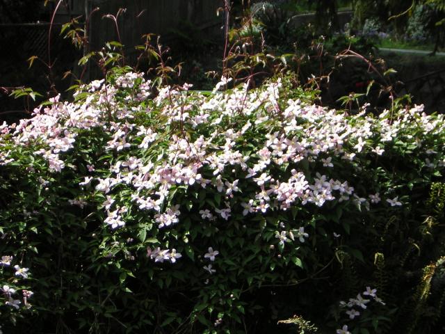 DSCN3095.jpg