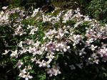 DSCN3099.jpg