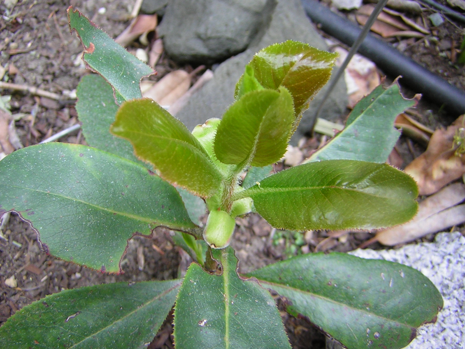 DSCN3097.jpg