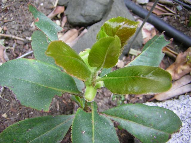 DSCN3097.jpg