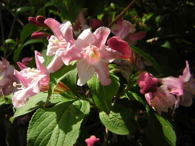 DSCN3112.jpg