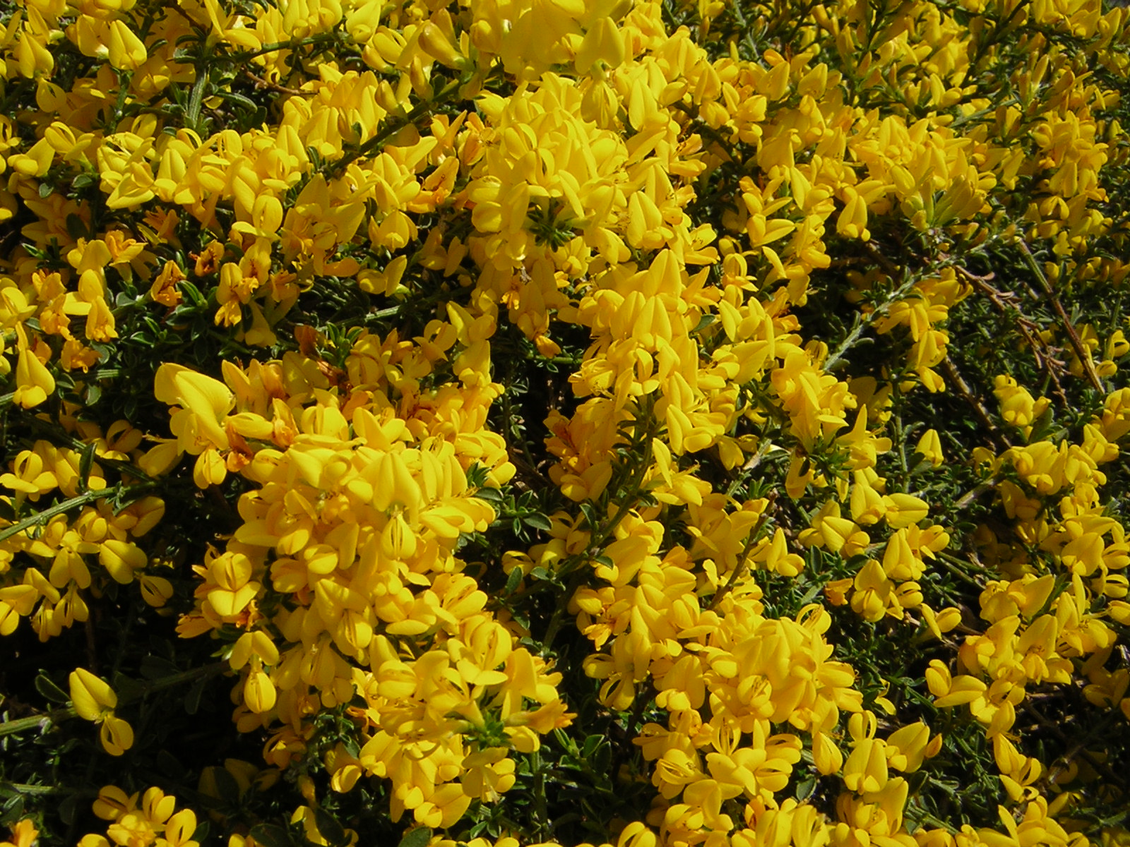 DSCN3115.jpg