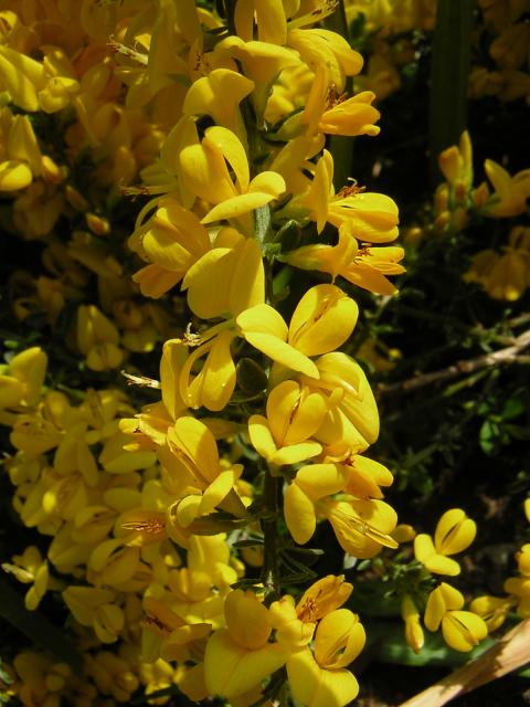 DSCN3116.jpg