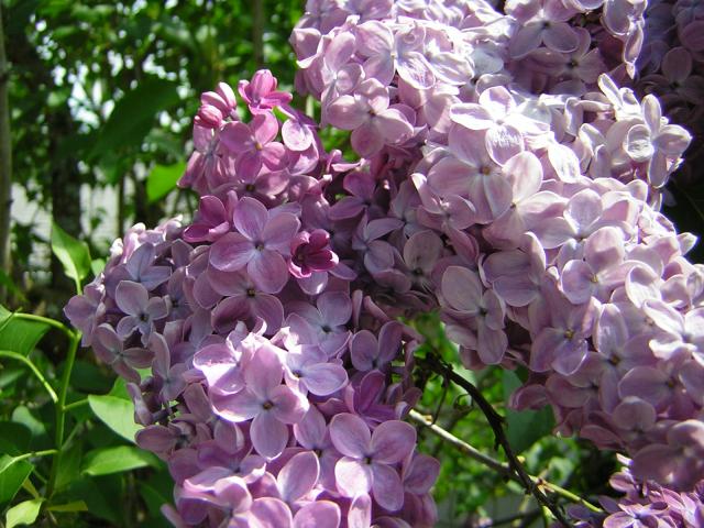 DSCN3117.jpg