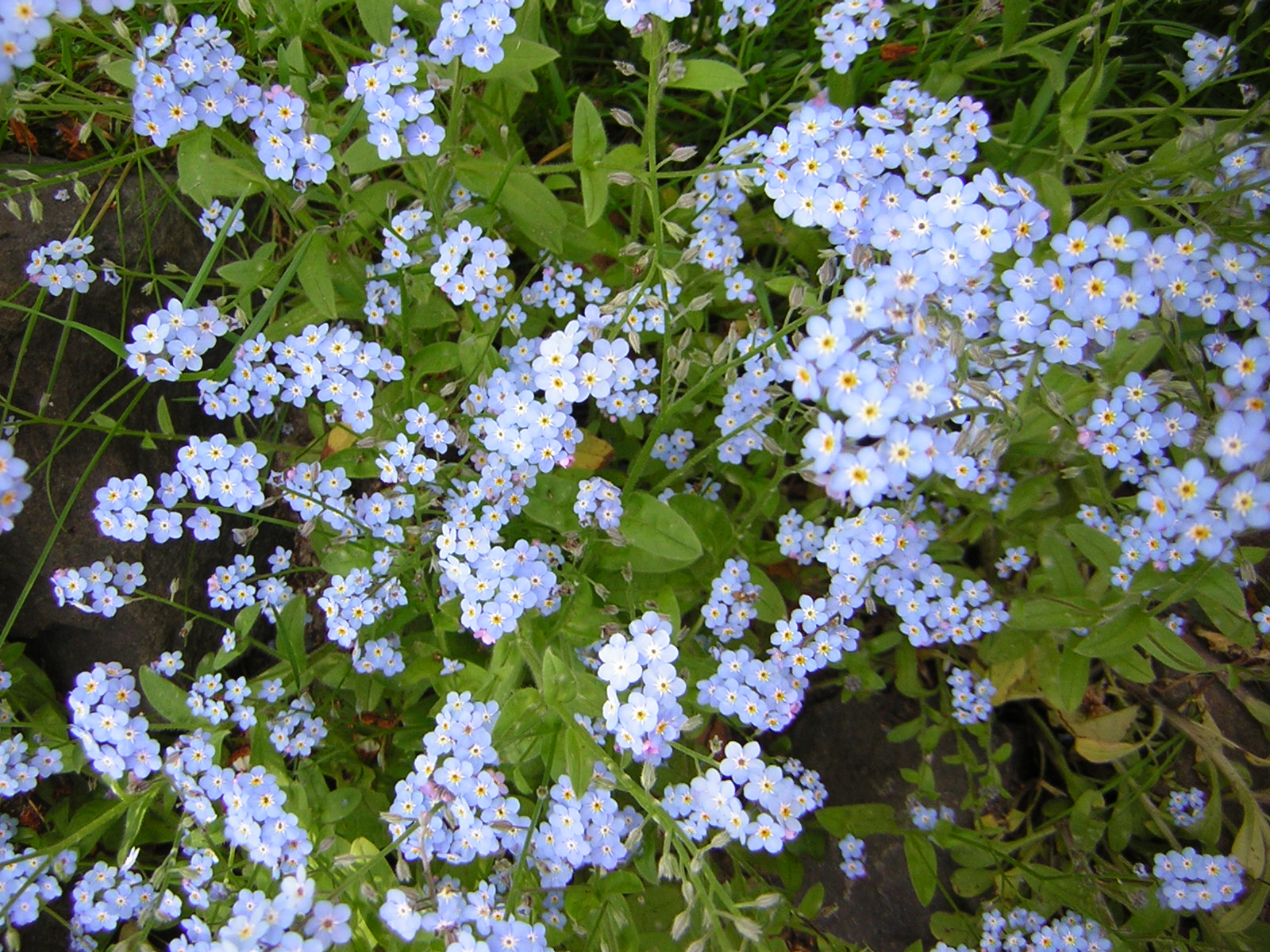 DSCN3118.jpg