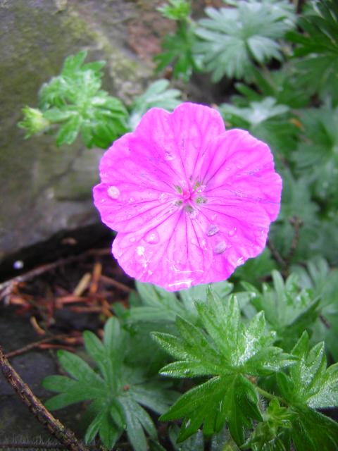 DSCN3328.jpg