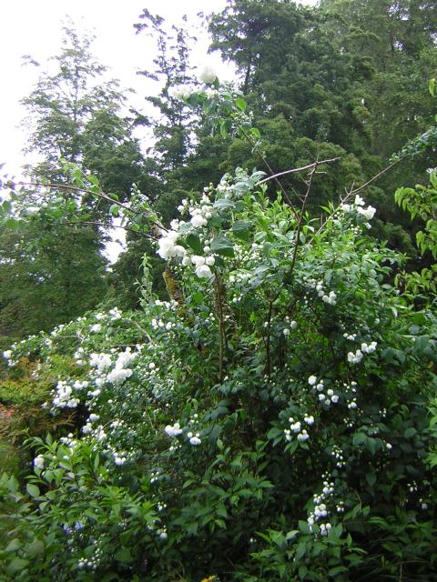 DSCN3329.jpg