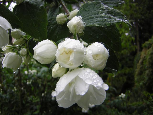 DSCN3330.jpg