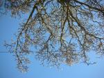 DSCN4468.jpg