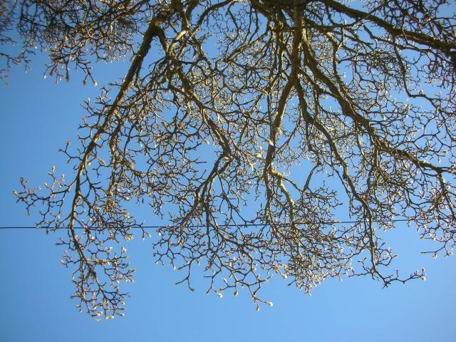 DSCN4468.jpg