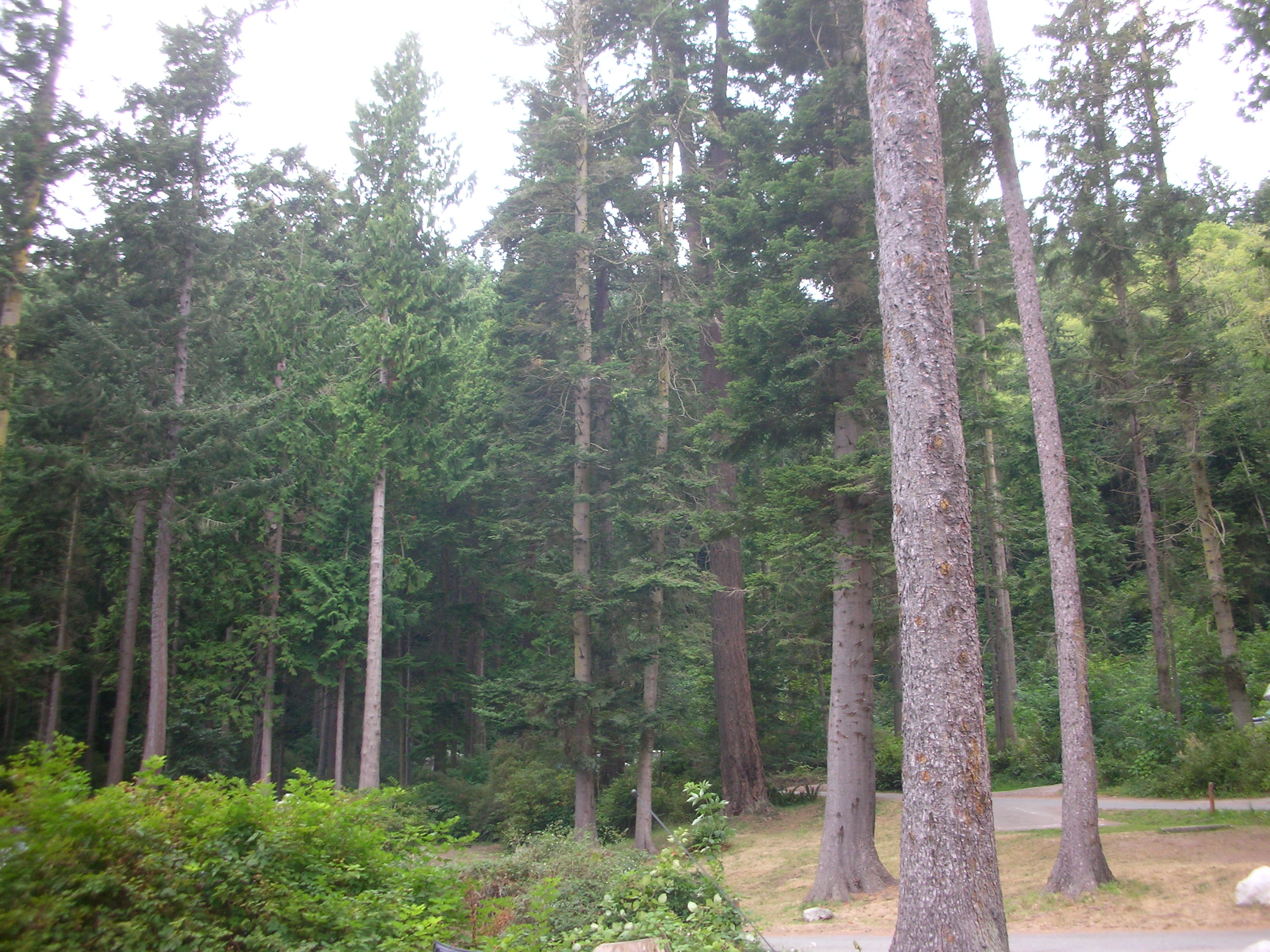 DSCN3729.jpg