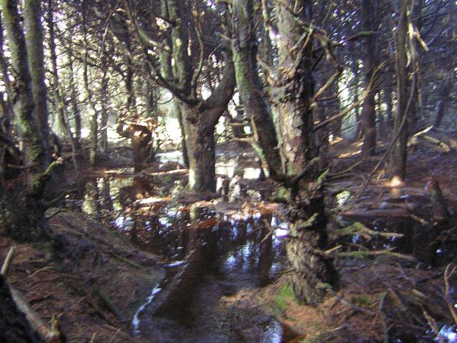 DSCN2937.jpg