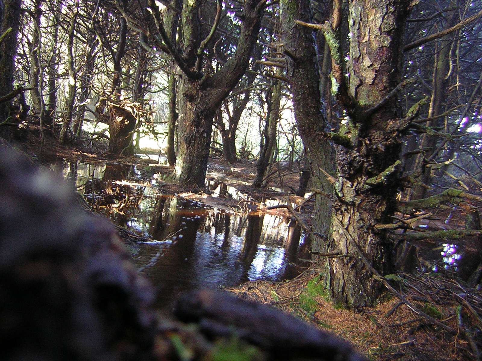 DSCN2940.jpg