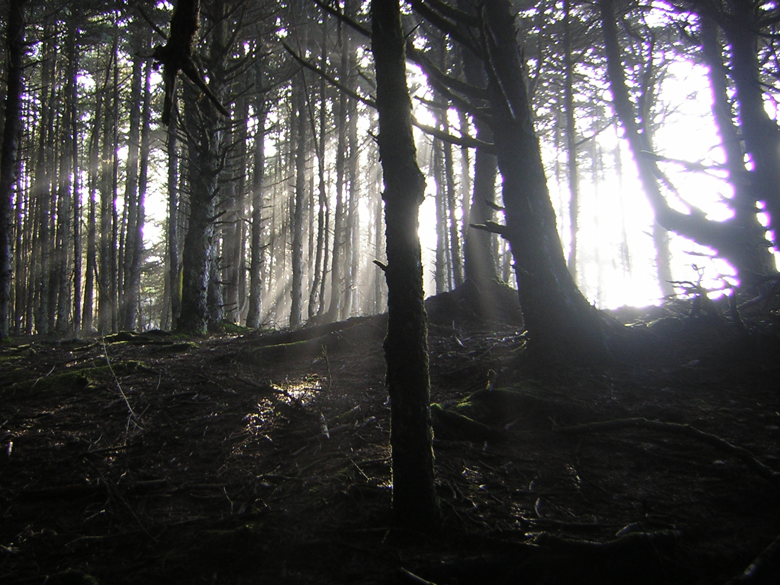 DSCN2942.jpg