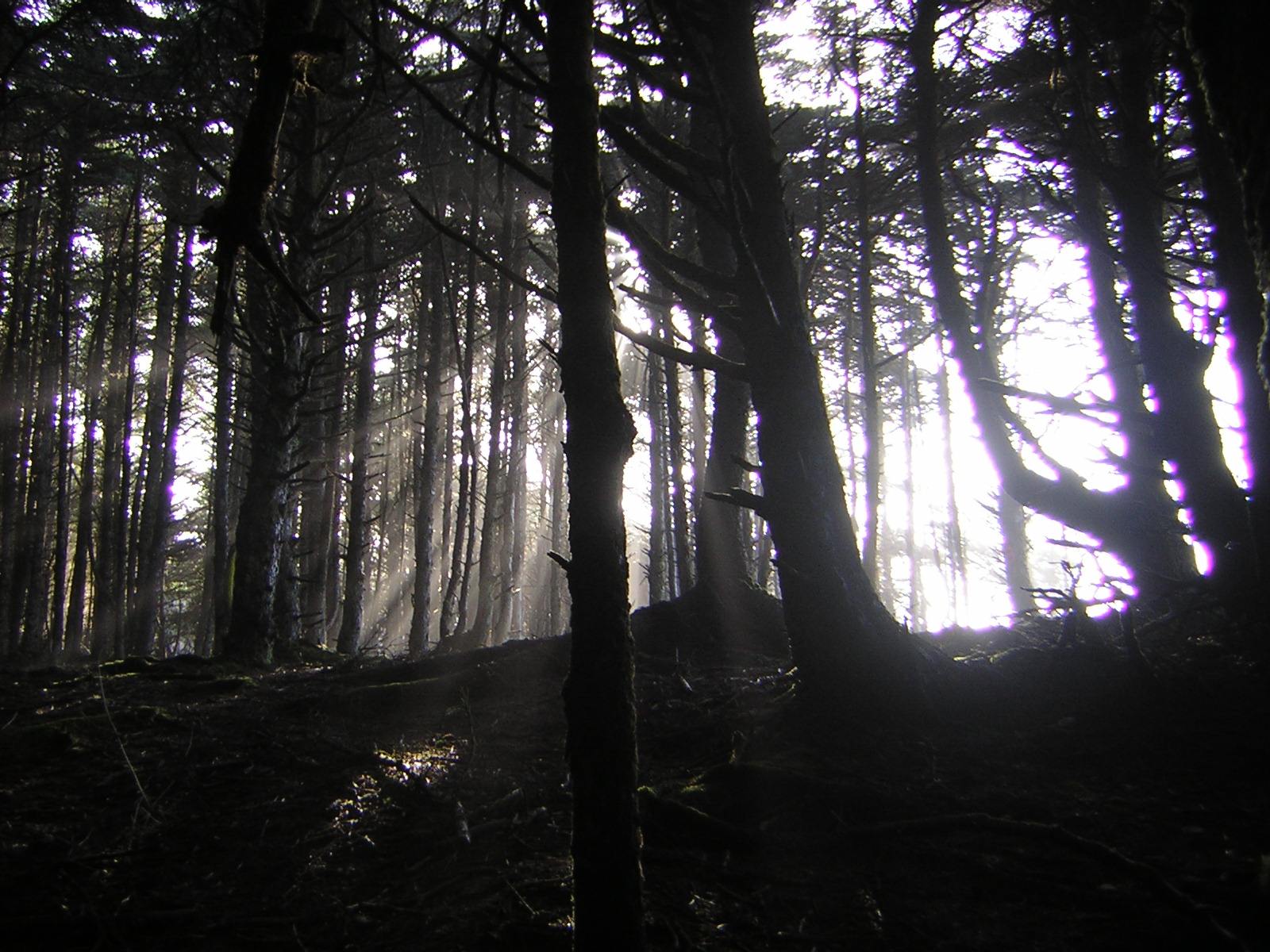 DSCN2943.jpg