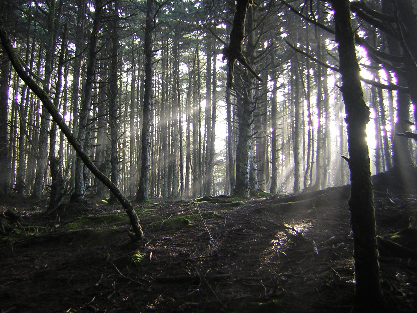 DSCN2945.jpg