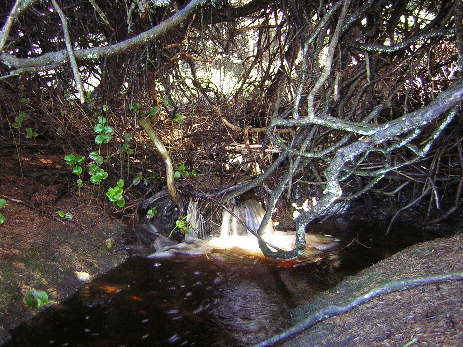 DSCN2946.jpg