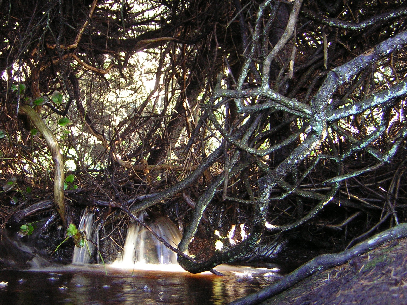 DSCN2948.jpg