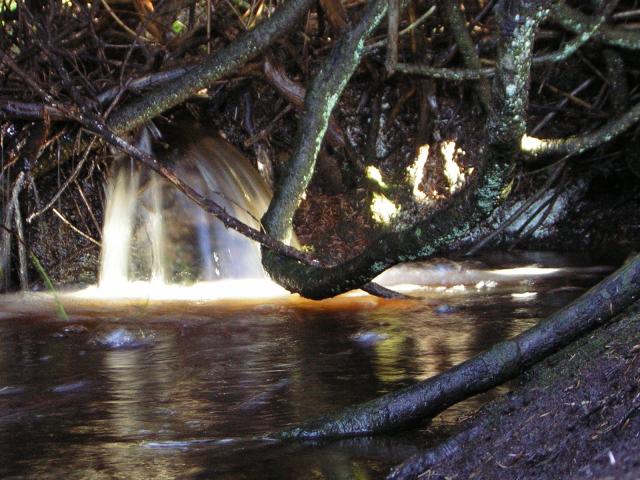 DSCN2950.jpg