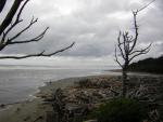 Kalaloch 5/2006