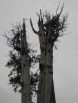 DSCN3266.jpg