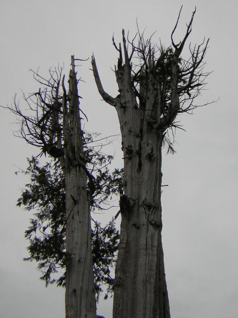 DSCN3266.jpg