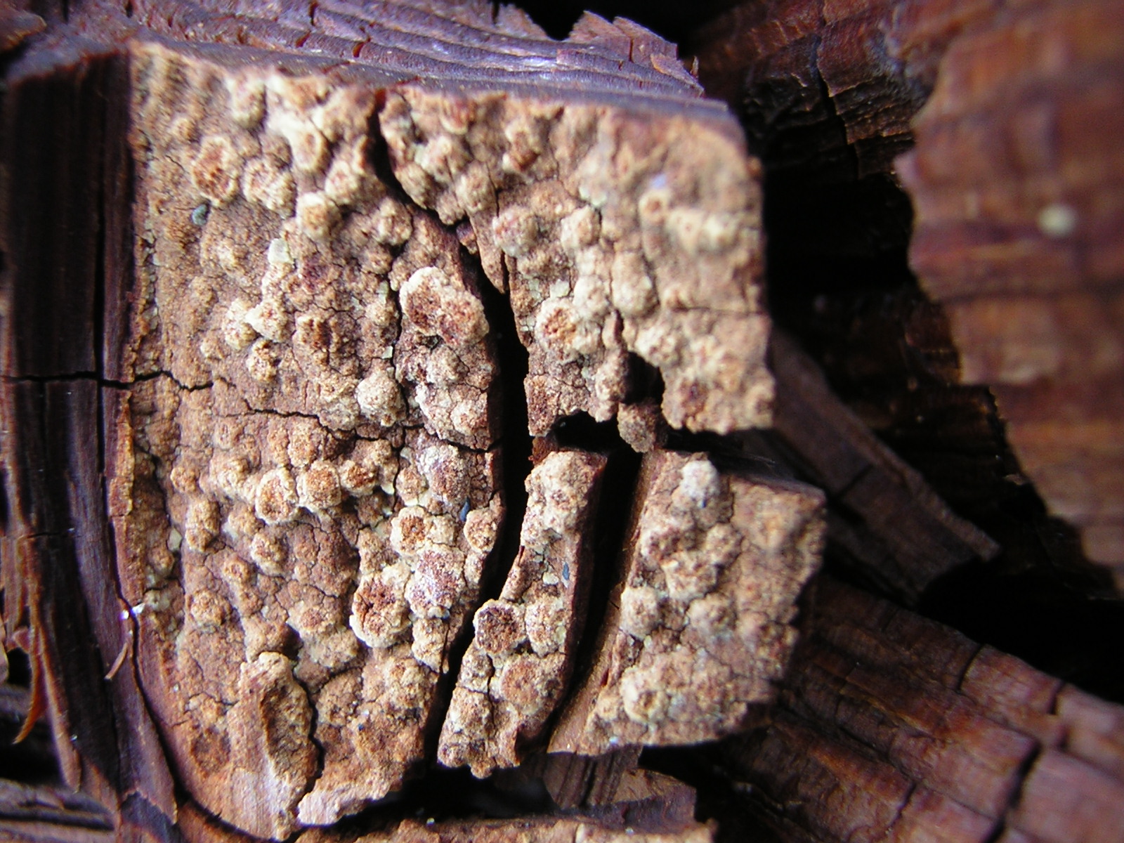 DSCN3291.jpg