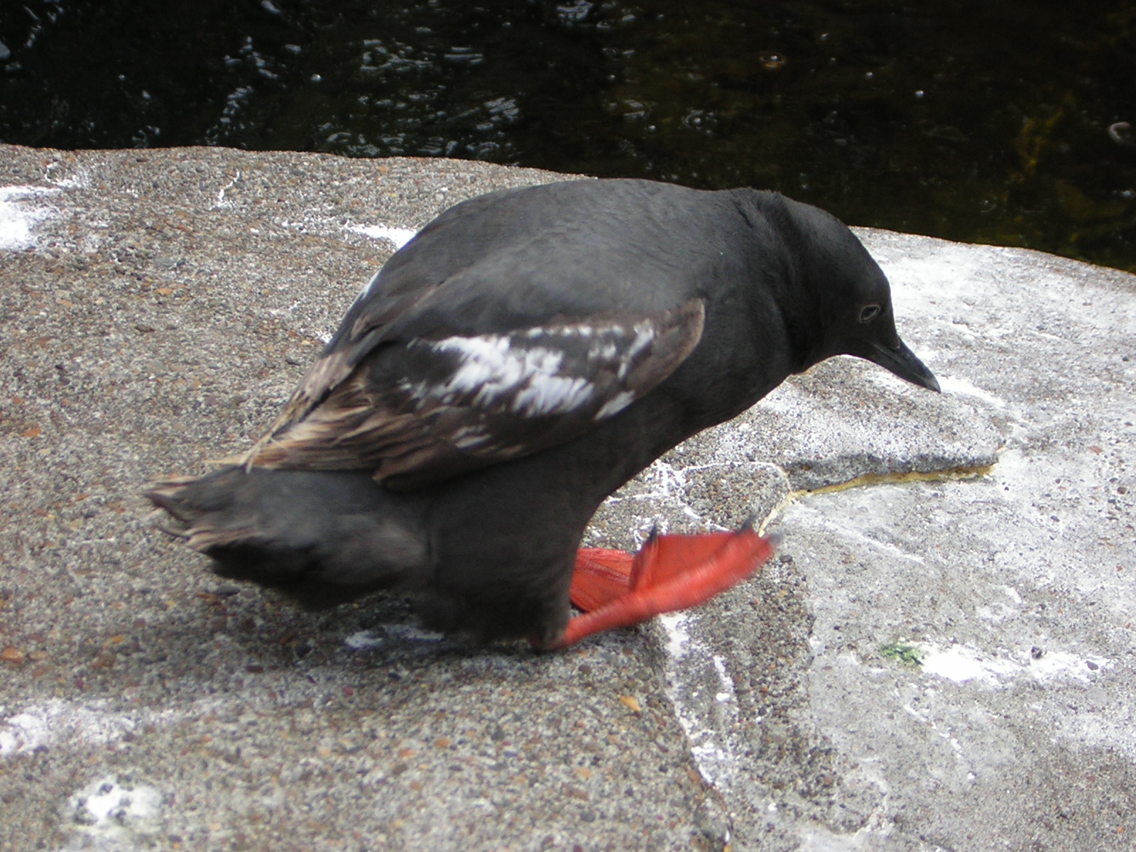 DSCN2195.jpg